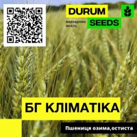 Насіння пшениці Durum Seeds. Сорт БГ Кліматіка - Оригінатор Biogranum (Сербія)