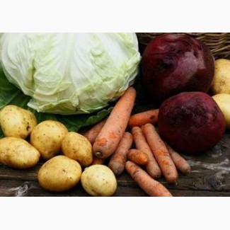 Куплю на постійній основі картоплю, буряк, цибулю, моркву, капусту з ПДВ