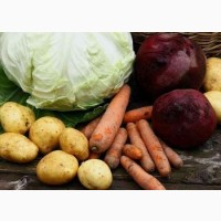Куплю на постійній основі картоплю, буряк, цибулю, моркву, капусту з ПДВ