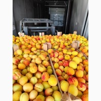 Продам молдавский абрикос