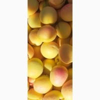 Продам молдавские абрикосы