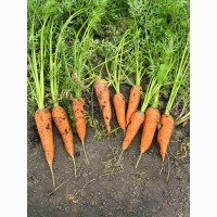 Продам моркву, об`єм від 10 тонн