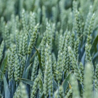 Насіння озимої пшениці Скаген