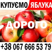 Куплю яблуко Ціна 11.60 грн номер телефону на фото ////// Купуємо яблока оптом