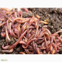 Биомасса красного калифорнийского червя