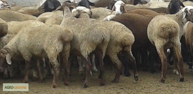 Фото 2. Хозяйство реализует овец мясной породы