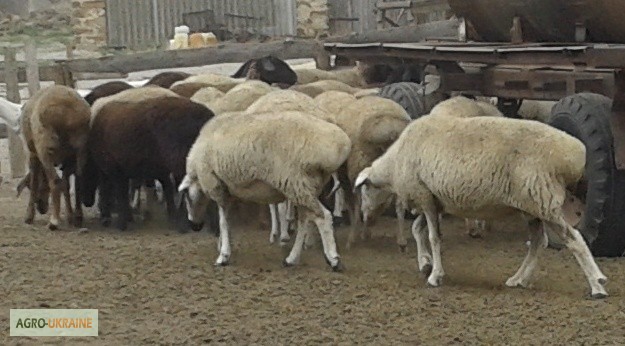 Фото 3. Хозяйство реализует овец мясной породы