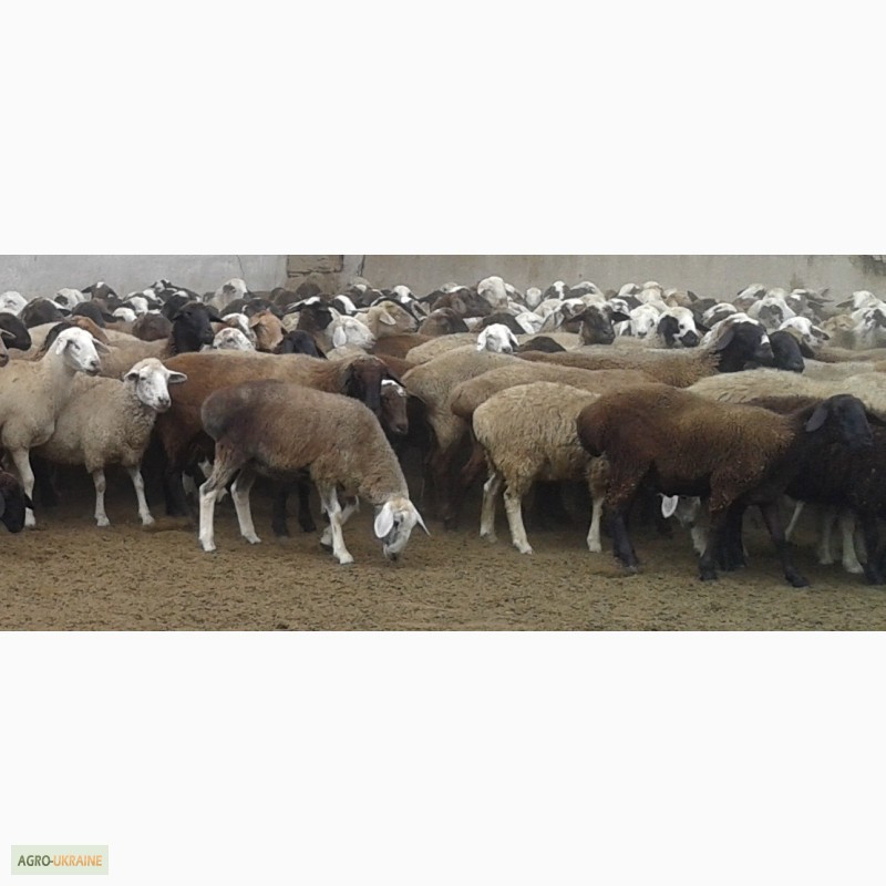 Фото 4. Хозяйство реализует овец мясной породы