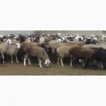 Хозяйство реализует овец мясной породы