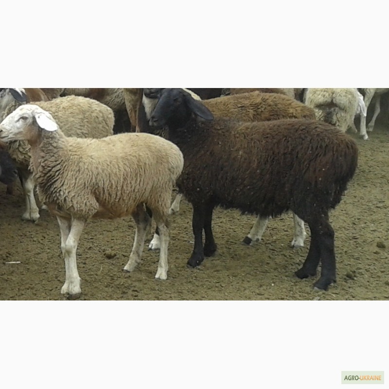 Фото 5. Хозяйство реализует овец мясной породы