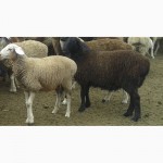 Хозяйство реализует овец мясной породы