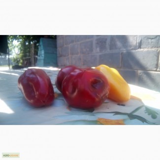 Перец красный, ратунда, болгарский, горький, колобок картофель( лимонка домашняя)