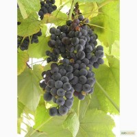Продам виноград сорта Изабелла, самовывоз из Ужгорода