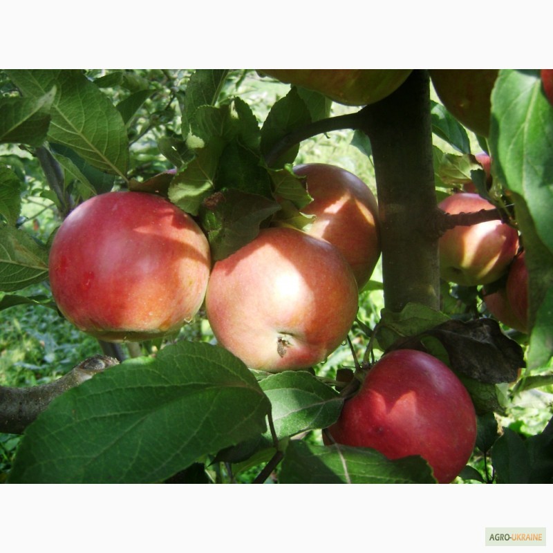 Фото 5. Продам яблука з власного саду