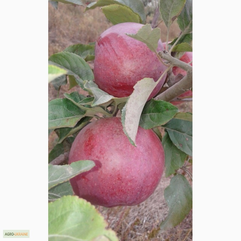 Фото 7. Продам яблука з власного саду