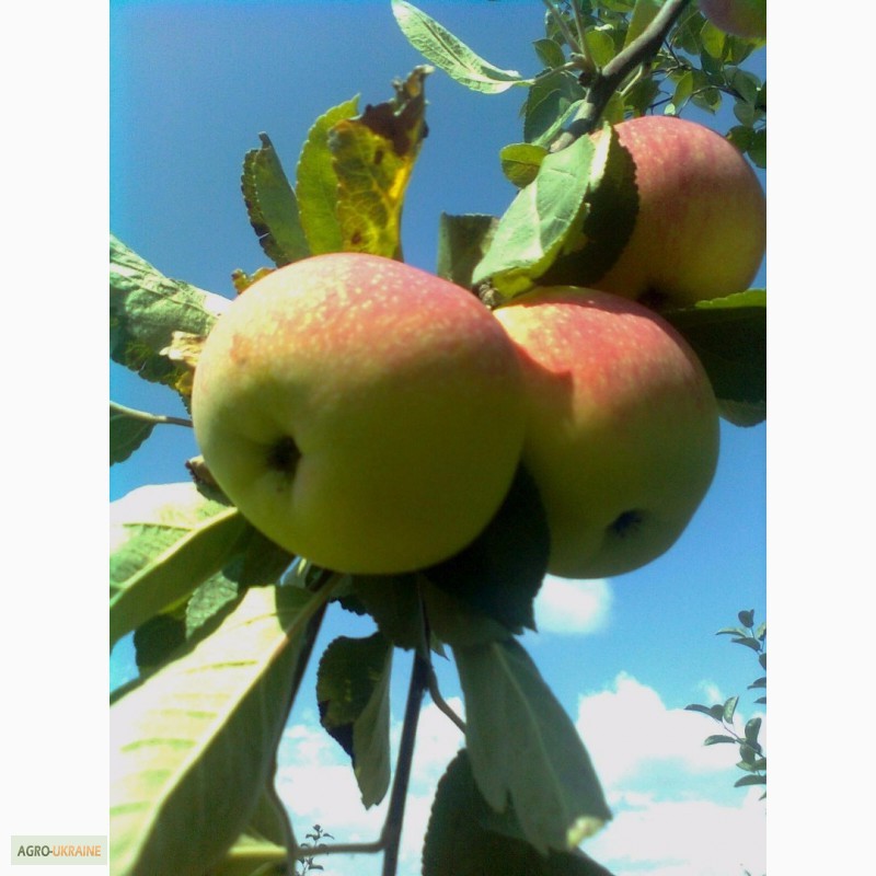 Фото 8. Продам яблука з власного саду