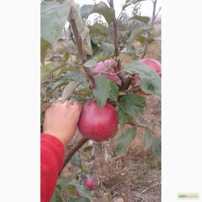Фото 3. Продам яблука з власного саду