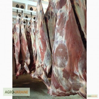 СРОЧНО продам от производителя говядину и свинину на экспорт внутренний рынок с 20 тонн