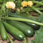 Продам семена кабачков Зеленых, опт и розница, хорошая всхожесть по доступной цене