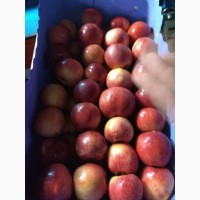 Яблоко в Молдавии