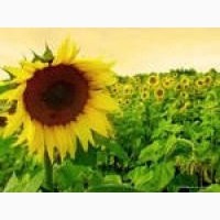 Насіння соняшнику - Українське сонечко / Ультраскоростиглий, посухостійкий гібрид