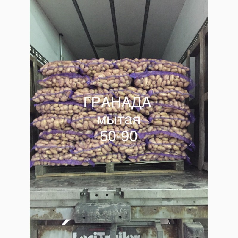 Фото 2. Картофель гранада! Осталось 80 тонн! Спешите