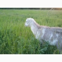 Продам козла породы Ламанча