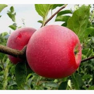 Саженцы плодовых деревьев-яблони, груши, вишни, черешни, персика, сливы, алычи, ореха, абрикоса