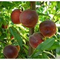 Саженцы персика и нектарина качественные саженцы большой выбор сортов