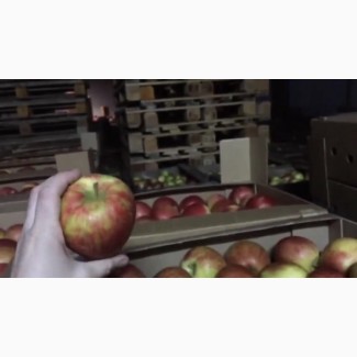 Продам яблоки оптом со склада николаев