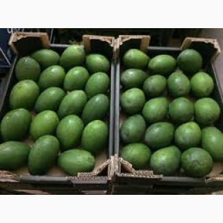 Продаем авокадо, оптом, мелким оптом