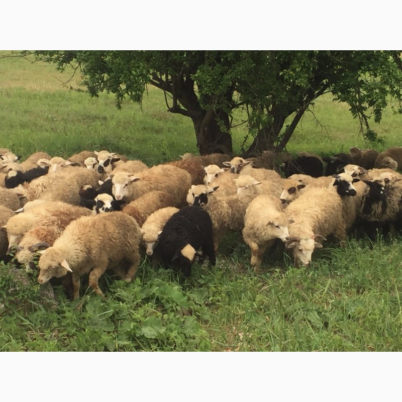 Фото 2. Молодые бараны, овцы, ягнята