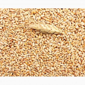 Экспорт Пшеница 2.3.4.5. класс FOB