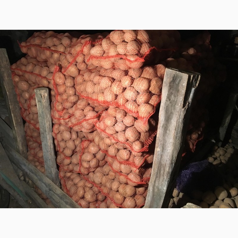Фото 3. Продам домашню картоплю великих розмірів (для їжі) сорту санте