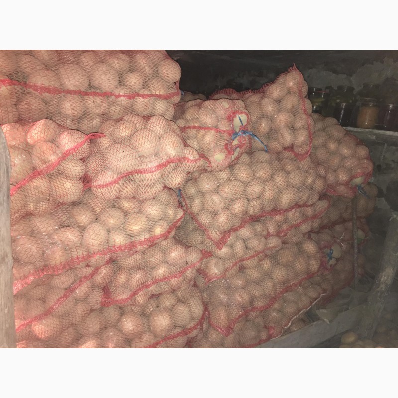 Фото 5. Продам домашню картоплю великих розмірів (для їжі) сорту санте