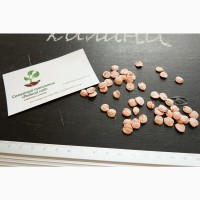 Калина обыкновенная семена 20 шт (семечки) для саженцев насіння на саджанці