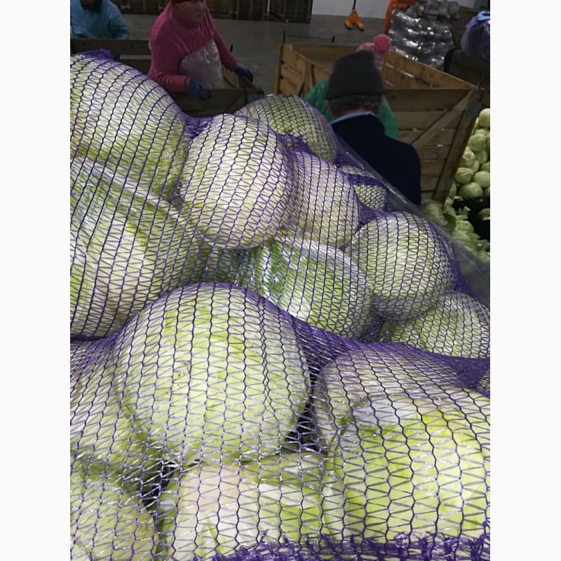 Фото 4. Куплю оптом качественно капусту белокочанную