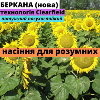 Семена подсолнечника гибрид Беркана нова