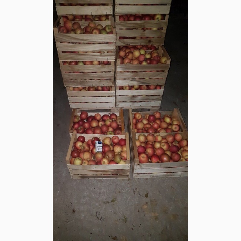 Фото 2. Продам яблоки, сорт Фуджи