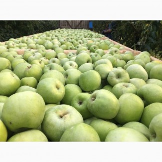 Продам яблука зимніх сортів Семеренко Айдаред