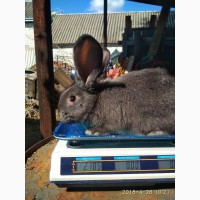 Продам кролыв Фландр, Каліфорнія