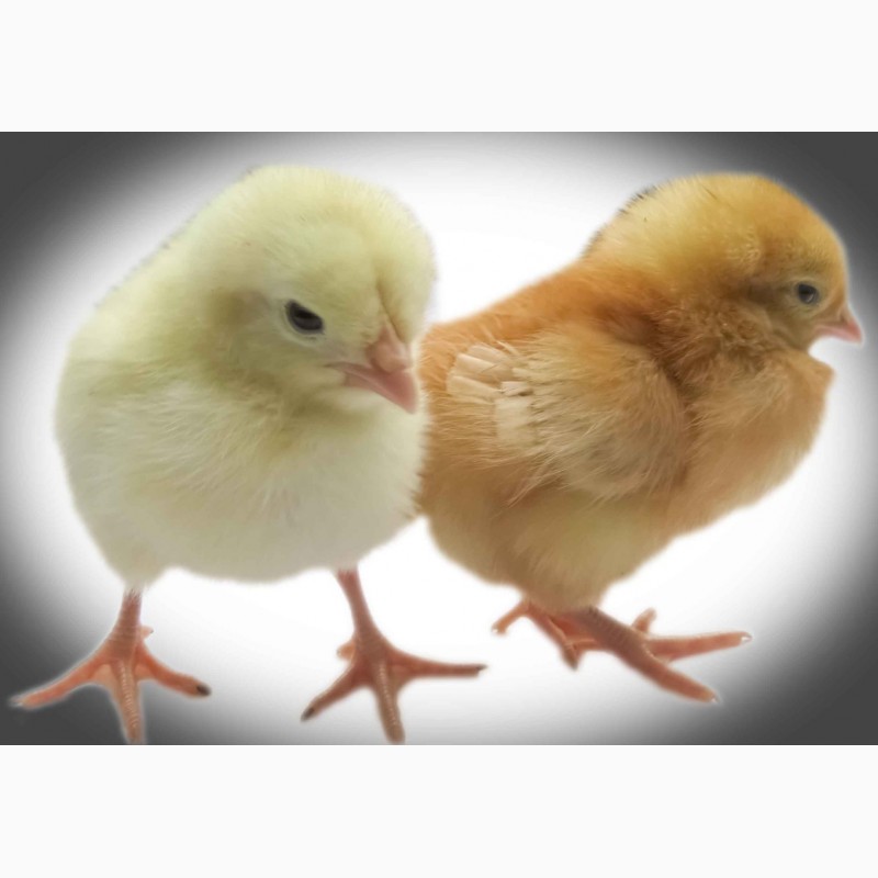 Суточные цыплята браун