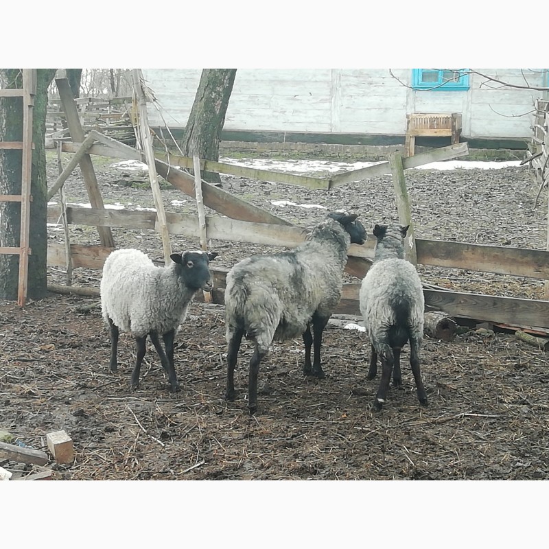 Фото 2. Продам вівці РОМАНІВСЬКОЇ породи