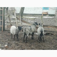 Продам вівці РОМАНІВСЬКОЇ породи