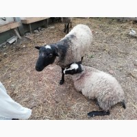 Продам вівці РОМАНІВСЬКОЇ породи