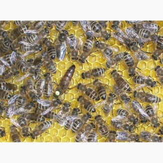 Пчелы продам