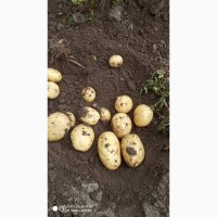 Продам картофель молодой Ривьера