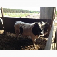 Фермерское хозяйство реализует бычки 150-250 кг