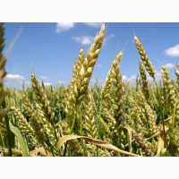 Семена озимой пшеницы Богдана (доступна держ компенсация)