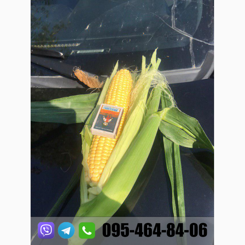 Фото 12. Продам кукурузу(кочан) прямо с поля, цена договорная(2020)